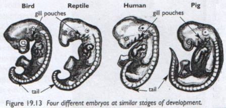 embryological similarities definition
